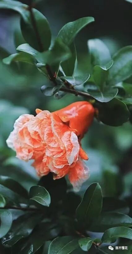 石榴花的花语是什么，代表着一切寓意吉祥的话语