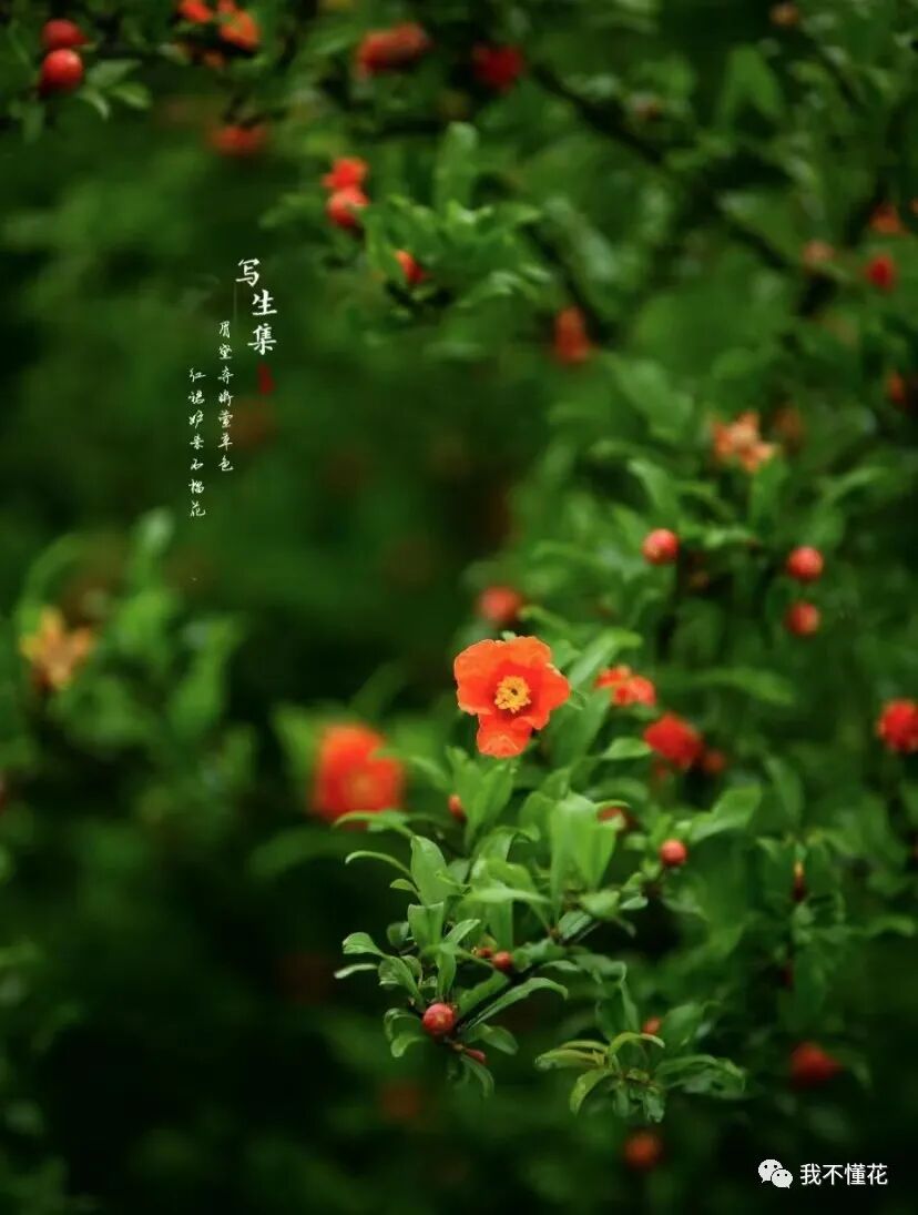 石榴花的花语是什么，代表着一切寓意吉祥的话语