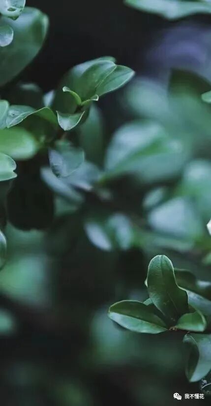 石榴花的花语是什么，代表着一切寓意吉祥的话语