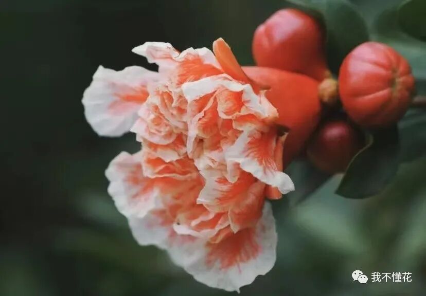 石榴花的花语是什么，代表着一切寓意吉祥的话语