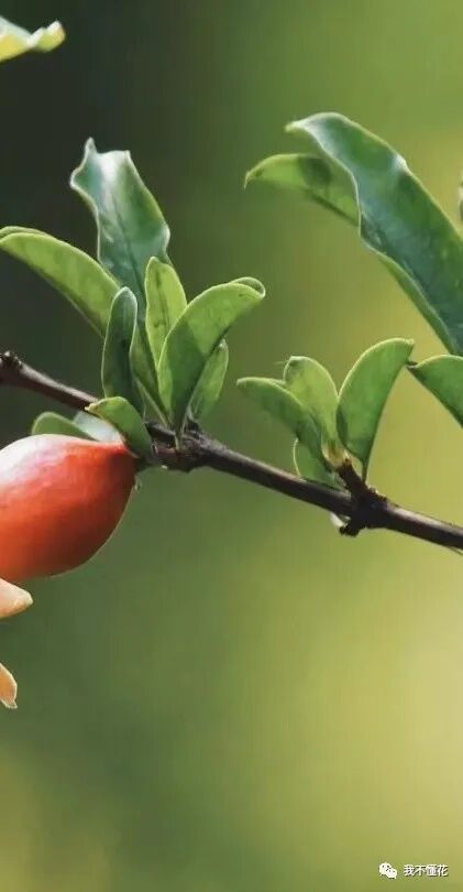 石榴花的花语是什么，代表着一切寓意吉祥的话语