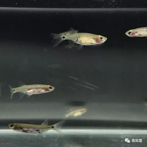 龙须灯鱼和银针鱼_龙须灯是冷水鱼吗_龙须灯鱼怎么分公母