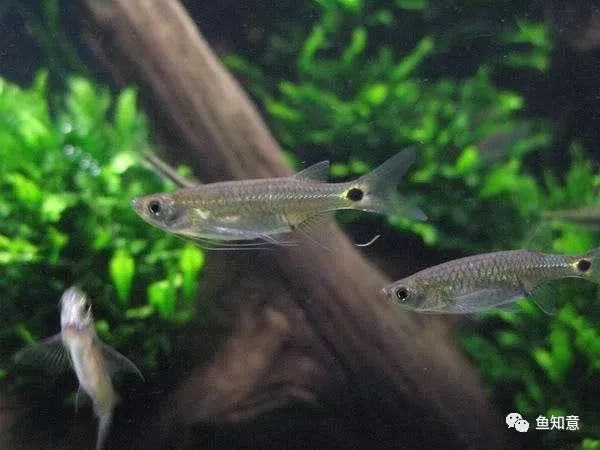 龙须灯鱼怎么分公母_龙须灯鱼和银针鱼_龙须灯是冷水鱼吗