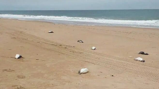 乌拉圭首都 上千只被冲上海岸，集体死亡！