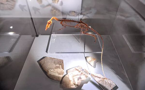 方舟双坚颌龙怎么驯_美颌龙图片简笔画_美颌龙