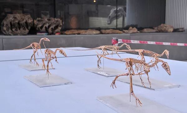 方舟双坚颌龙怎么驯_美颌龙图片简笔画_美颌龙