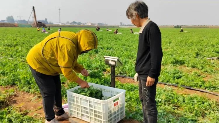 致富农民事迹登报纸_农民致富经_致富农民养殖