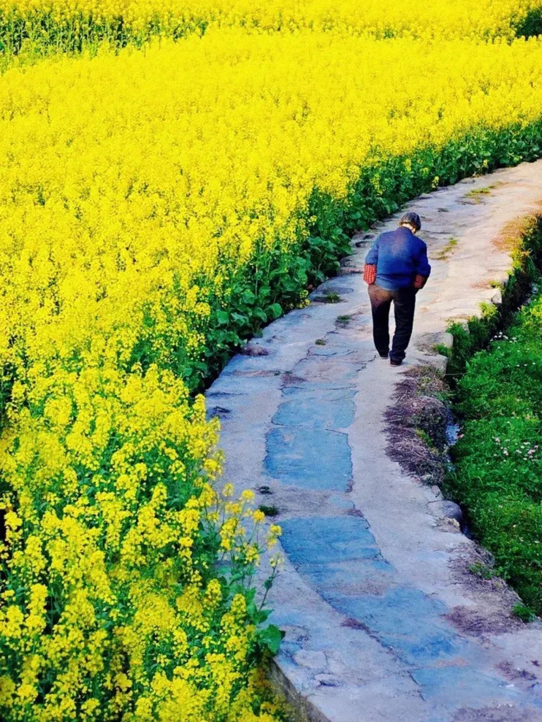 西塞山前白鷺飛什么流水_西塞山前白鷺飛下一句_白鷺飛西塞山前白鷺飛