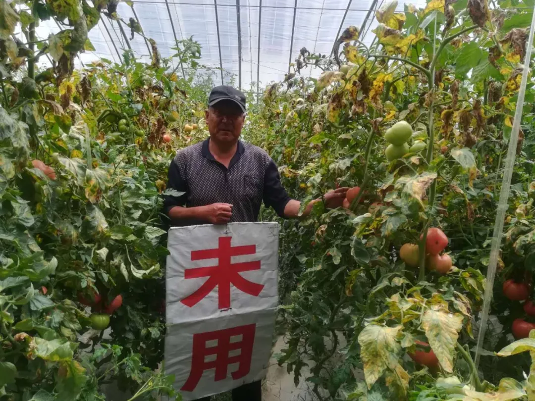 种下三百元,收获两千块 乔老汉说:用“耕田乐”真值 种下三百元,收获两千块 乔老汉说:用“耕田乐”真值
