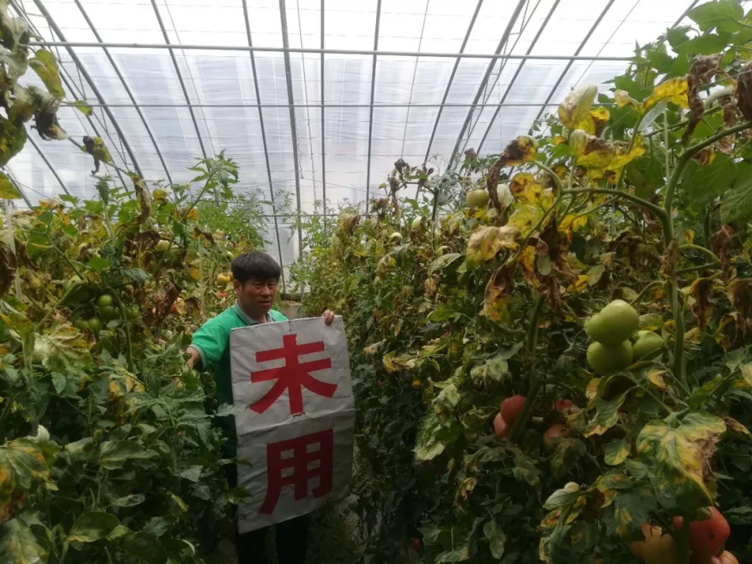 种下三百元,收获两千块 乔老汉说:用“耕田乐”真值 种下三百元,收获两千块 乔老汉说:用“耕田乐”真值