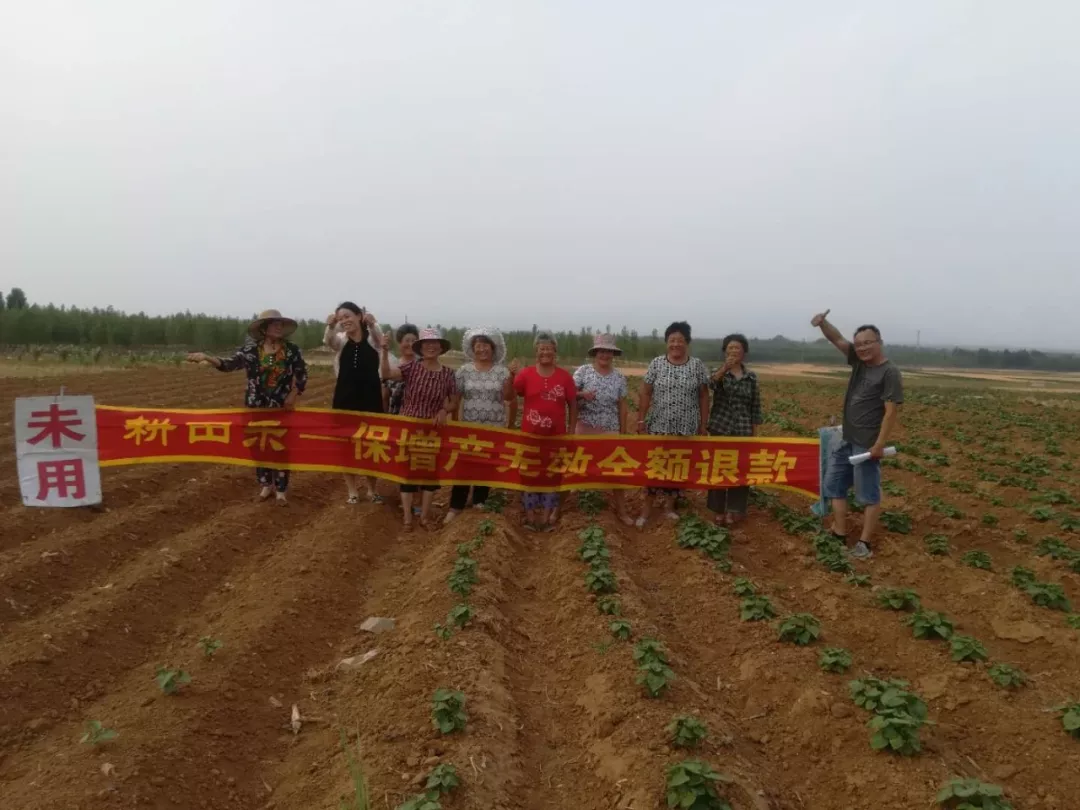 种红薯用“耕田乐”抗旱保苗就是牛 种红薯用“耕田乐”抗旱保苗就是牛