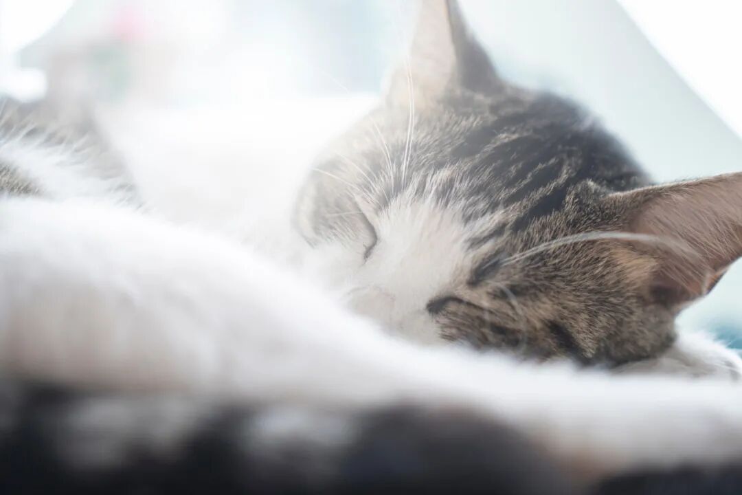 血丑是什么字_丑字查字典查偏旁_丑石读后感500字