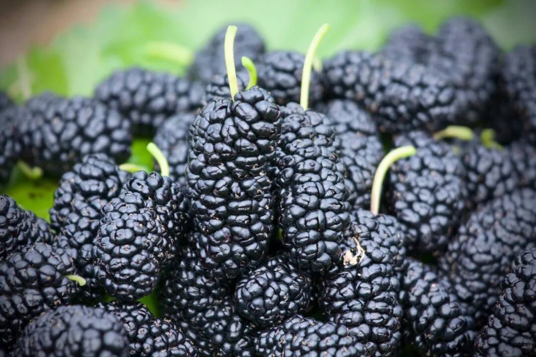 丑字查字典查偏旁_血丑是什么字_丑石读后感500字