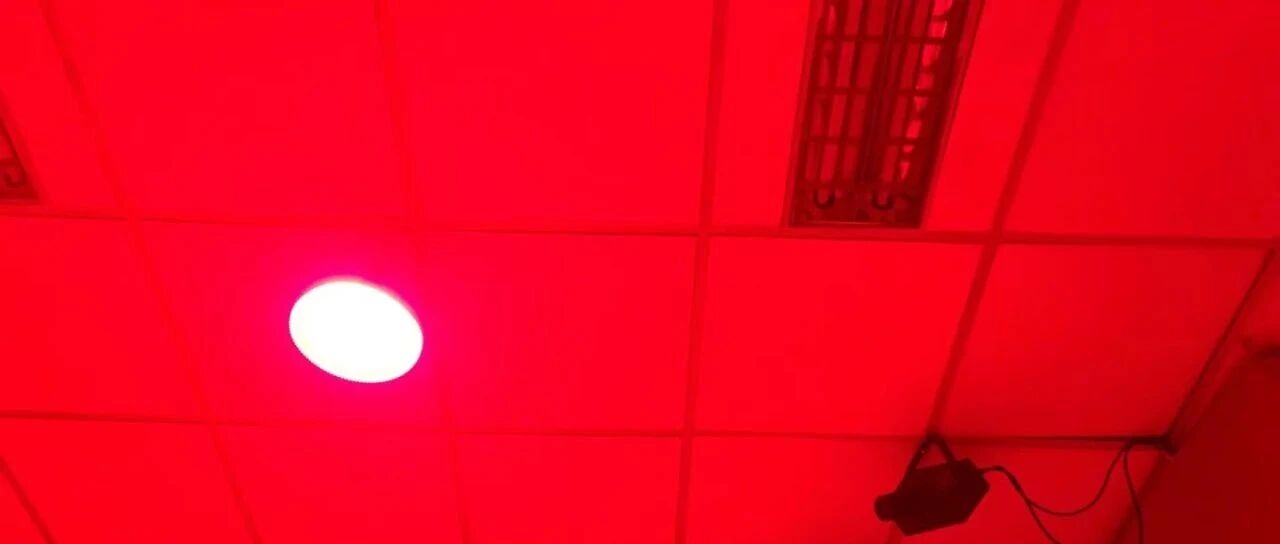p4 Contribution｜Poetics of Fangs: Preliminary Explanation of Dark Conceptual Theory｜Jacob Reber