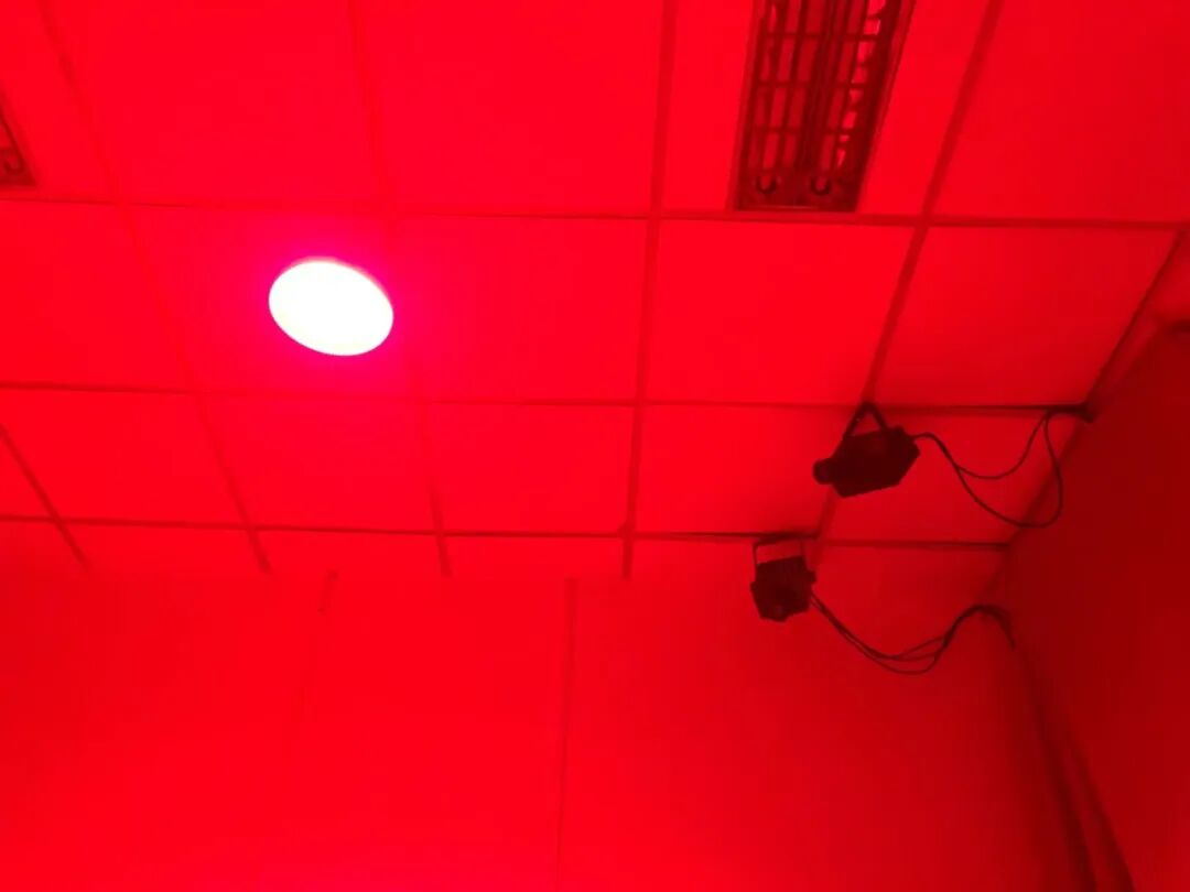 p4 Contribution｜Poetics of Fangs: Preliminary Explanation of Dark Conceptual Theory｜Jacob Reber