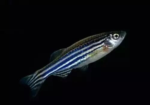 【学名】barchydanio reriovar