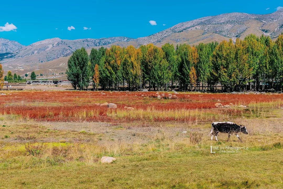 兩度登上央視，被譽為「藍色星球上最後一方淨土」！稻城亞丁憑什麼？ 旅遊 第39張