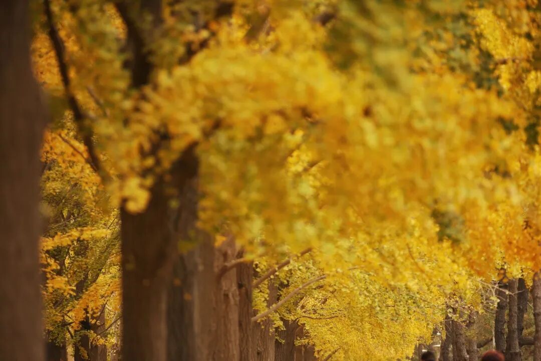 一入秋 北京就成了北平 马蜂窝旅游 微信公众号文章阅读 Wemp