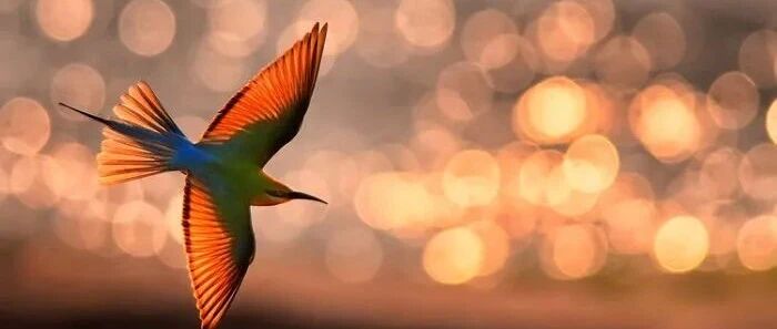 2021年度野生动物艺术摄影师大赛获奖作品