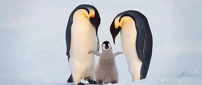 爱是一种能量，看了这些照片你是否被感动了