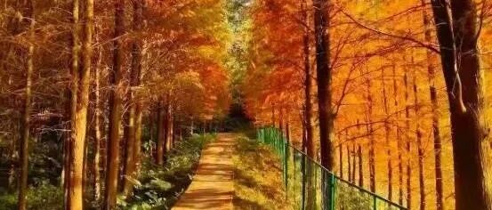 错过要再等一年！点击打开 → 广东红叶观赏地图