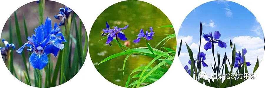兰鸢尾花_鸢尾兰_兰鸢尾花怎么做成标本