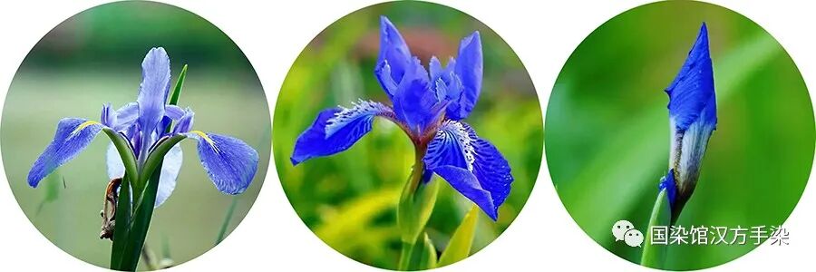 兰鸢尾花怎么做成标本_鸢尾兰_兰鸢尾花