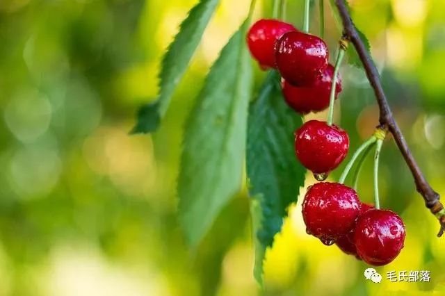 樱桃树栽培技术甜樱桃细菌性穿孔病防治措施