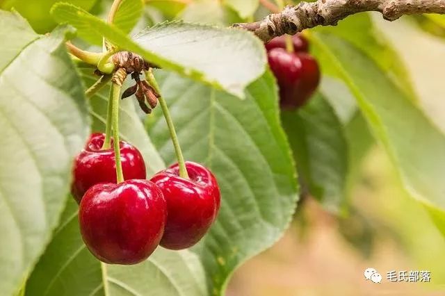 樱桃树栽培技术甜樱桃细菌性穿孔病防治措施