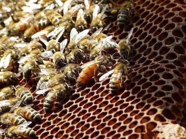 蜜蜂养殖技术 蜂王生物学习性