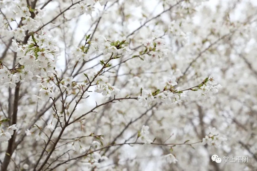 黄河岸边的旅游特色村——北市村