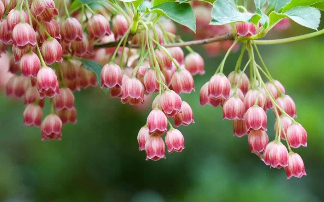 风光壁纸精选第6期(MAC苹果官方)