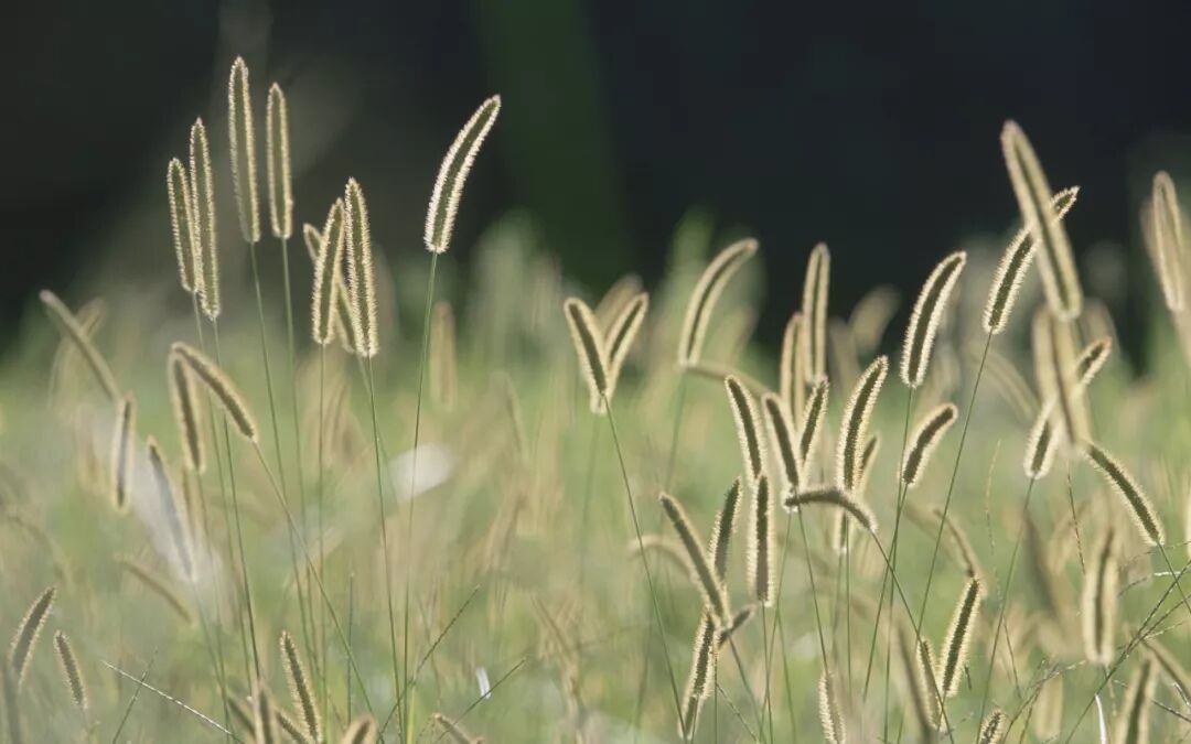 风光壁纸精选第3期(MAC苹果官方)