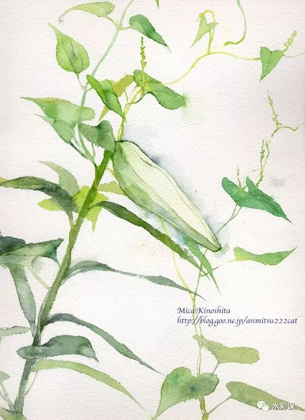 木下美香的四季自然笔记植物手绘 水彩课 微信公众号文章阅读 Wemp
