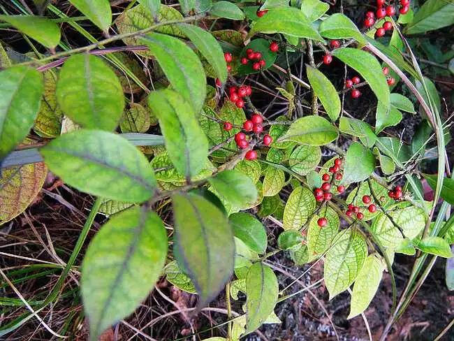 民间中草药毛冬青_姑娘茶