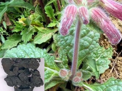 清热中草药：生地黄的功效与作用，建议收藏备用