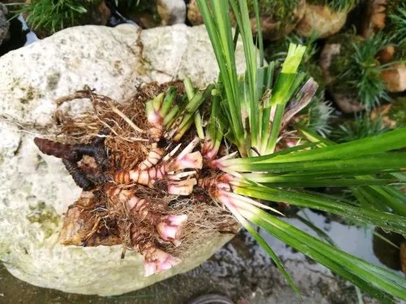 民间中草药：石菖蒲的功效和作用，建议收藏