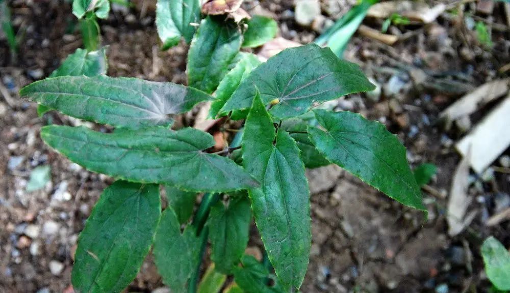 ​抗癌中草药：淫羊藿