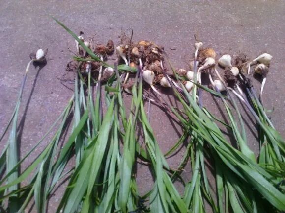 抗癌中草药：山慈菇