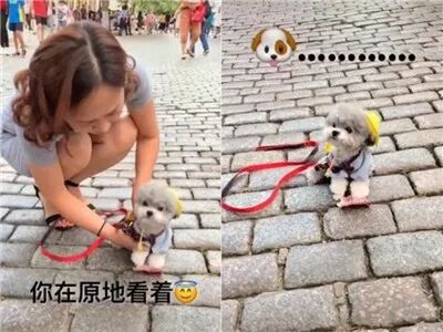 狗狗原地等主人，没想到演变成了“街头卖艺”..