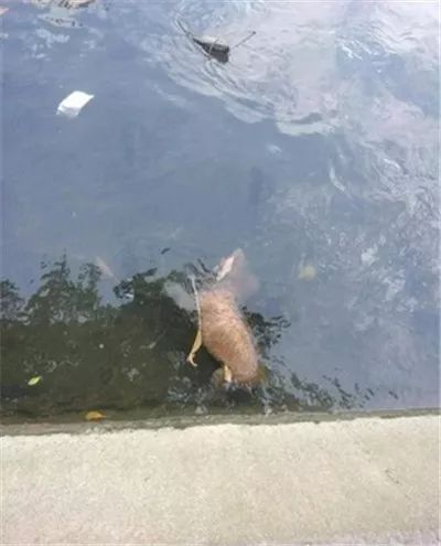 流浪狗剛享受幾小時溫暖，就被活活打死，扔進了排水溝 寵物 第6張