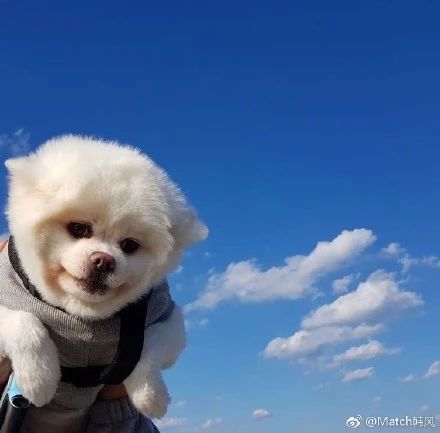直截了当！就是来骗你养狗的！
