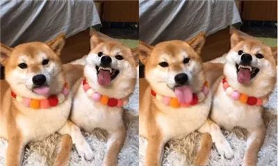 被霸凌 戲碼竟讓一隻柴演的遊刃有餘 好狗狗 微文庫