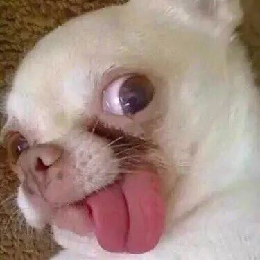 体型玲珑脾性浮躁,吉娃娃应该是最会装模作样的狗了_宠物百科_星娱园