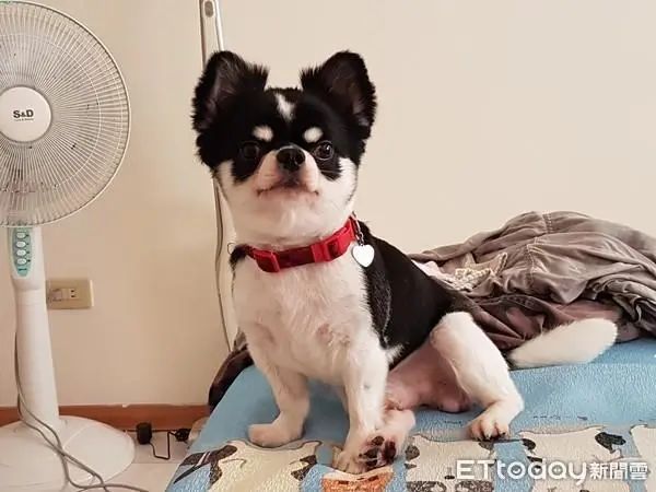 5.3kg的太萌狗狗！路人