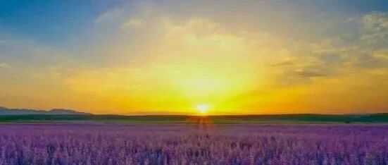 鸢尾花：真正的成功，是熬出来的