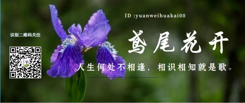 鸢尾花:女人的清醒和男人的糊涂-微信头条网 鸢尾花:女人的清醒和男人的糊涂