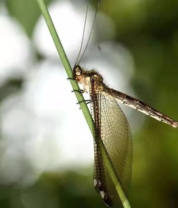 蜻蛉 彩练当空 微信公众号文章阅读 Wemp