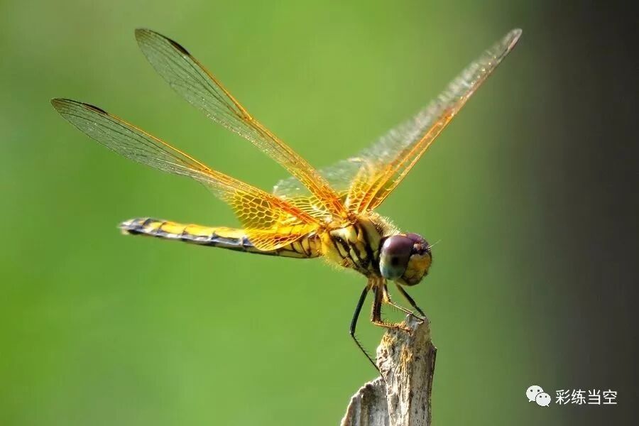 蜻蛉 彩练当空 微信公众号文章阅读 Wemp
