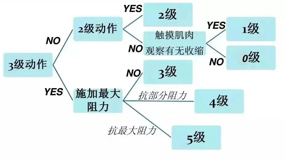 【康复评定】 肌力评定概述